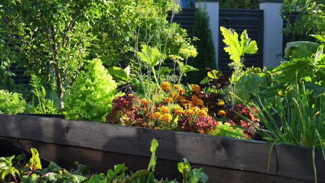 Beautiful raised garden bed brimming with fresh vegetables, flowers, and fruit trees in sunny backyard.