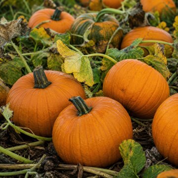 Fresh orange pumpkins growing among green vines and leaves in an autumn field