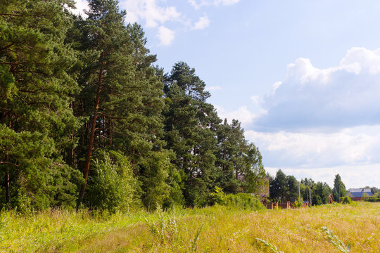 Tall evergreen pine forest edge borders a sunny meadow with distant village cottages under a bright blue sky on a peaceful summer day in the countryside