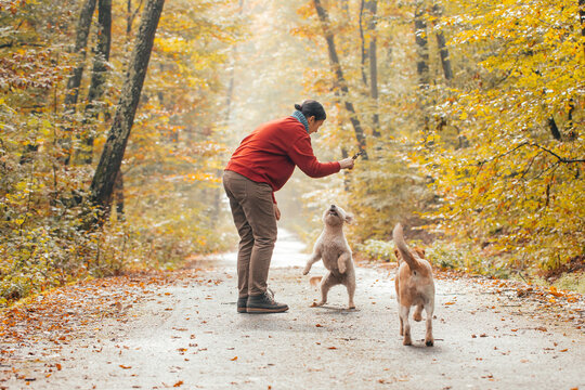 Woman having fun in a forest with her dogs early in an autumn morning. 