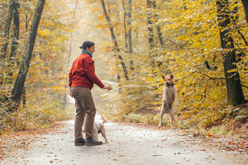 Obraz premium Woman having fun in a forest with her dogs early in an autumn morning. 