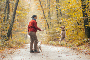 Fototapeta premium Woman having fun in a forest with her dogs early in an autumn morning. 