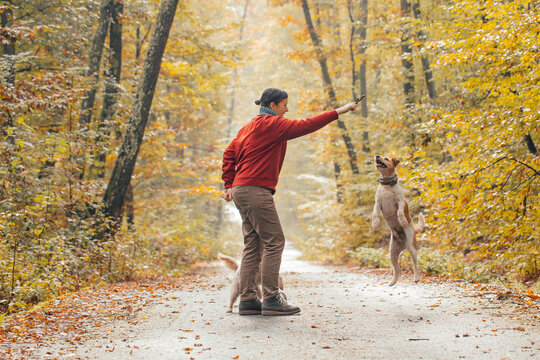 Woman having fun in a forest with her dogs early in an autumn morning. 