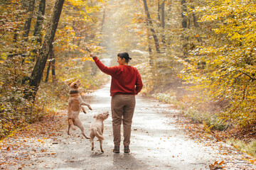 Fototapeta premium Woman having fun in a forest with her dogs early in an autumn morning. 