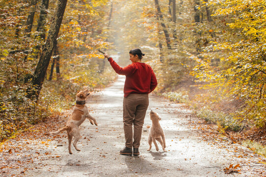 Woman having fun in a forest with her dogs early in an autumn morning. 
