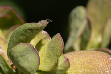 Tiny fly resting on green succulent jade plant leaf © João Macedo
