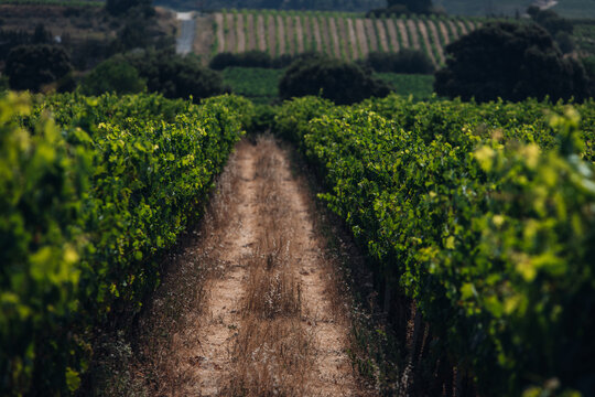 Scenic Road Through Vineyards, Picturesque Countryside Landscape in Wine Country