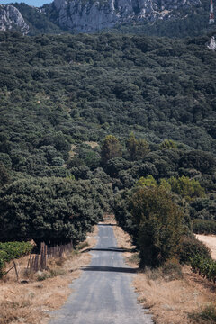 Scenic Road Through Vineyards, Picturesque Countryside Landscape in Wine Country