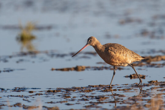 Marbled godwit walking on mudflat