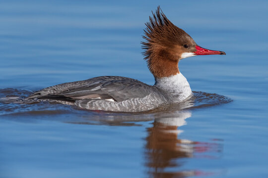 Common merganser duck swimming on blue water