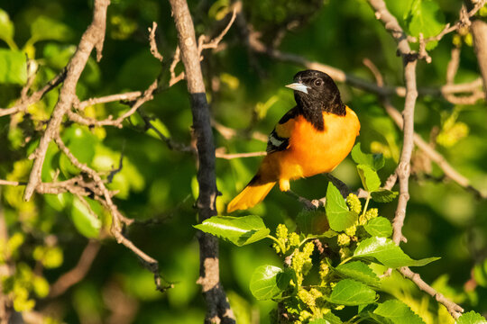 Baltimore oriole perched in green foliage