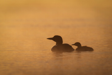 Loon with chick silhouetted at golden sunrise © Ralphele