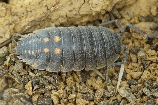 Close up view of a Spanish woodlouse , Porcellio ornatus a pill bug, Oniscidea, on a brown soil ground with small rocks
