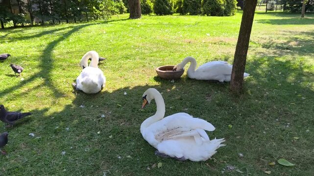 White swans and pigeons gathering on green grass in a sunny park, creating a peaceful urban wildlife scene with birds, nature, feeding, coexistence and biodiversity.