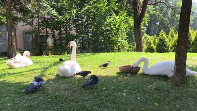 White swans and pigeons gathering on green grass in a sunny park, creating a peaceful urban wildlife scene with birds, nature, feeding, coexistence and biodiversity.