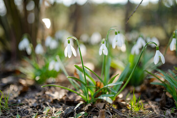Fototapeta premium White snowdrops bloom in a sunlit garden among fresh green leaves in spring. Delicate seasonal flowers symbolize awakening of nature, renewal and arrival of spring.