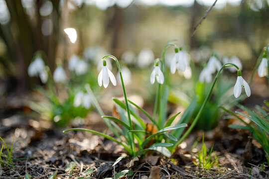 White snowdrops bloom in a sunlit garden among fresh green leaves in spring. Delicate seasonal flowers symbolize awakening of nature, renewal and arrival of spring.