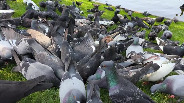 Large Flock of Pigeons Feeding on Grass in an Urban Park, Wildlife and City Environment Concept