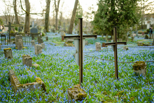 Blue scilla flowers carpet historic Bernardine Cemetery in Vilnius among old gravestones in April. Peaceful spring landscape blends seasonal bloom, memory, history and quiet urban heritage.
