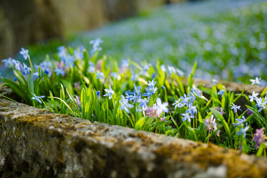Blue scilla flowers carpet historic Bernardine Cemetery in Vilnius among old gravestones in April. Peaceful spring landscape blends seasonal bloom, memory, history and quiet urban heritage.