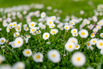 White daisies with sunny yellow centers bloom abundantly in fresh green grass in spring. Cheerful delicate wildflowers create bright natural background filled with freshness and seasonal joy. © MNStudio