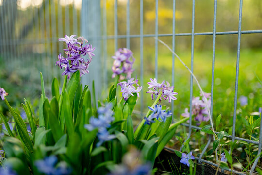 Pink hyacinth flowers bloom naturally among lush greenery in a woodland garden in spring. Delicate wild-growing blossoms evoke seasonal renewal, freshness and awakening of nature.