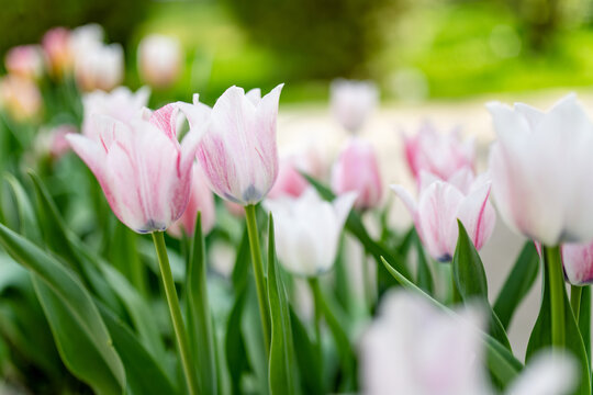 Tulips bloom in lush garden surrounded by fresh green foliage in spring. Elegant seasonal flowers create cheerful nature scene and symbolize renewal, beauty and arrival of spring.