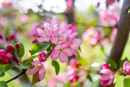 Pink crabapple blossoms and deep pink buds cover flowering tree branches in spring sunlight. Delicate fruit tree bloom creates romantic seasonal scene of renewal, freshness and natural beauty.