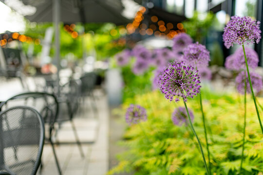 Purple ornamental allium flowers blooming in a landscaped urban flower bed beside an outdoor cafe. Decorative flowering plants create a lush modern city garden atmosphere.