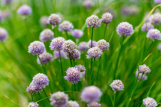 Purple chive flowers bloom abundantly among fresh green leaves in a summer herb garden. Edible flowering allium combines ornamental beauty with organic gardening and homegrown food concept.