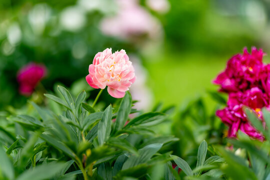 Vibrant pink peony flowers bloom abundantly in a lush summer garden. Large double Paeonia blossoms bend over green foliage and grass in a colorful flower bed.