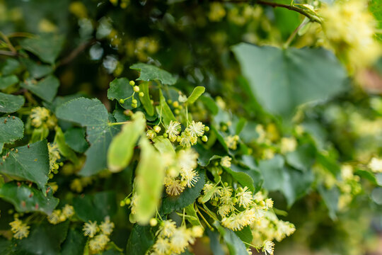 Linden tree covered with fragrant pale yellow flowers and fresh green leaves in summer. Close view of blooming Tilia branches with delicate blossoms and characteristic bracts.