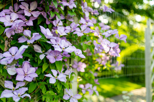 Purple clematis flowers climb over wooden garden trellis surrounded by lush green foliage in summer. Abundant flowering vine creates romantic cottage garden atmosphere and natural decoration.