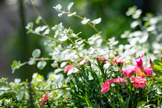 Mixed ornamental flowers and silver foliage growing in a lush summer container garden. Decorative plants create a colorful seasonal floral arrangement.