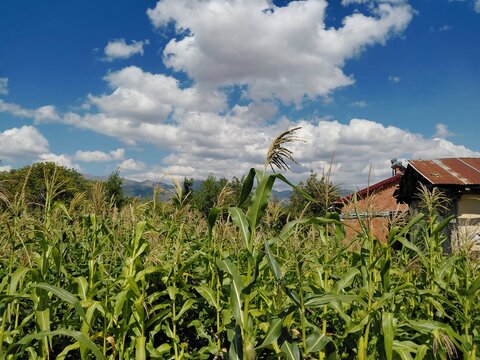 Green corn field in rural countryside with mountains and cloudy blue sky in Sivas Koyulhisar Turkey.