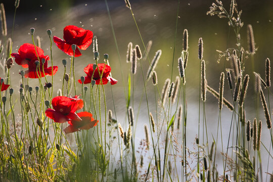 Roter Klatschmohn und Gr&auml;ser auf einer Sommerwiese im Gegenlicht (papaver rhoeas)  