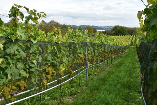 Weinbau, Insel Reichenau, Reben am Hochwart, dem h&ouml;chsten Punkt der Insel Reichenau