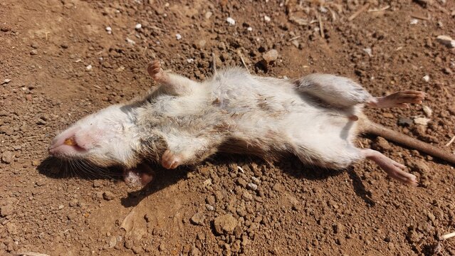 Dead mouse lying on its back on dry brown dirt ground outdoors