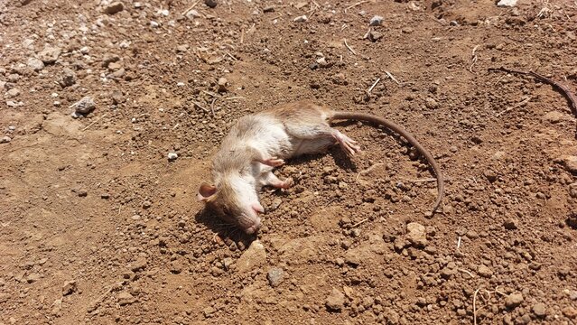 Deceased brown rat carcass lying on dry rocky dirt ground in 20260810 123110 style lighting outdoors
