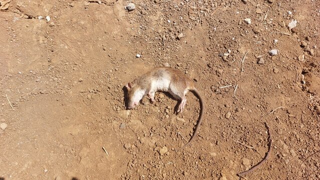 Deceased brown rodent lying on arid earth ground documented summer afternoon 