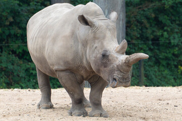 Rhinoceros, white rhinoceros © John Hofboer