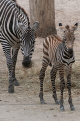 Zebra,  © John Hofboer