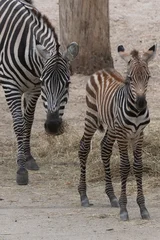 Zebra,  © John Hofboer