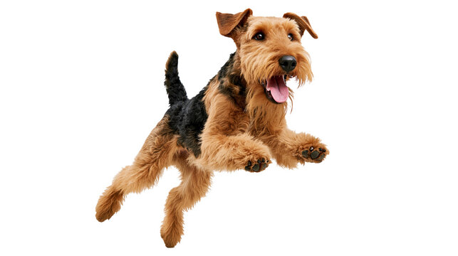 Happy aerdale terrier dog running with mouth open isolated on transparent background PNG cutout