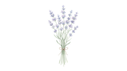 Fototapeta premium Hand Painted Botanical Illustration of Purple Lavender Bunch with a Tiny Ribbon on White Background