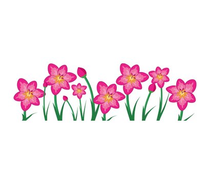 pink orchid isolated on white background 