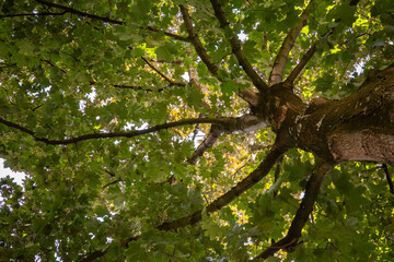 Fototapeta premium Looking up at the leaves and branches of a tree in a forest during the afternoon