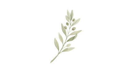 Fototapeta premium Watercolor olive branch with green leaves and fruit isolated on white