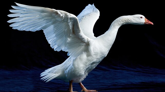 White goose spreading wide wings in dramatic dark setting