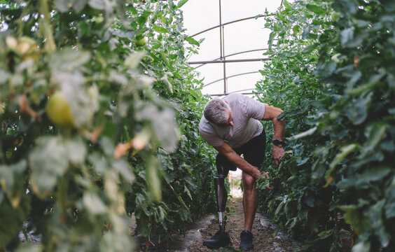Amputee farmer checking vegetable crop in greenhouse